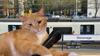 Railway cat makes bid for Christmas number one